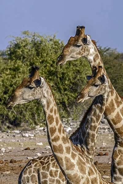 Etosha National Park, Namibia, Africa. Three Angolan Giraffe