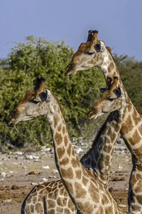Framed Print : Etosha National Park, Namibia, Africa. Three Angolan Giraffe Framed Print : Etosha National Park, Namibia, Africa. Three Angolan Giraffe