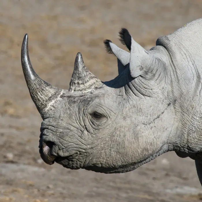 Framed Print : Etosha National Park, Namibia, Africa. Black Rhinoceros profile Framed Print : Etosha National Park, Namibia, Africa. Black Rhinoceros profile