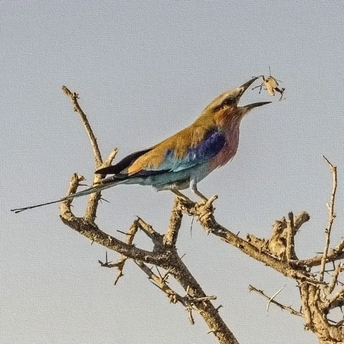 Framed Print : Etosha National Park, Namibia, Africa, Lilac-breasted Roller flipping a grasshopper into its mouth