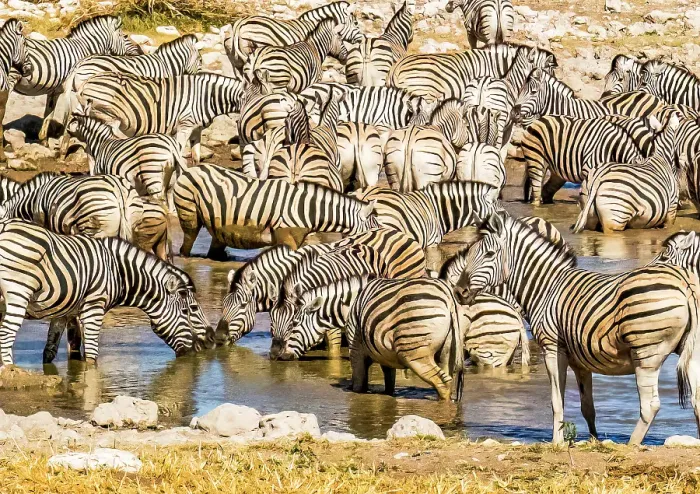 Framed Print : Etosha National Park, Namibia, Africa. Portrait of a herd, or dazzle, of Plains Zebras who gather at sunset to drink at a water hole Framed Print : Etosha National Park, Namibia, Africa. Portrait of a herd, or dazzle, of Plains Zebras who gather at sunset to drink at a water hole