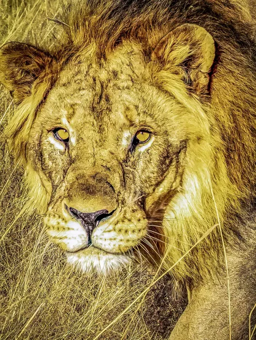 Framed Print : Etosha National Park, Namibia, Africa. Close-up portrait of male African Lion hunting at sunset Framed Print : Etosha National Park, Namibia, Africa. Close-up portrait of male African Lion hunting at sunset