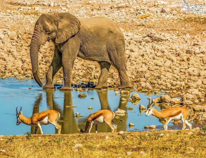 Framed Print : Etosha National Park, Namibia, Africa. Portrait of African Bush Elephant and three Thomson's gazelles drinking at a water hole in the savannah