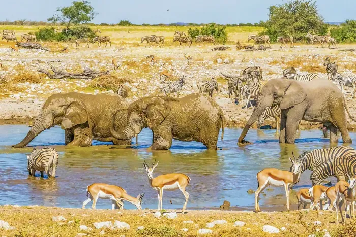 Framed Print : Etosha National Park, Namibia, Africa. Portrait of groups of African elephants, Thomson's Gazelles and Burchell's Zebras drinking from a pond in the savannah