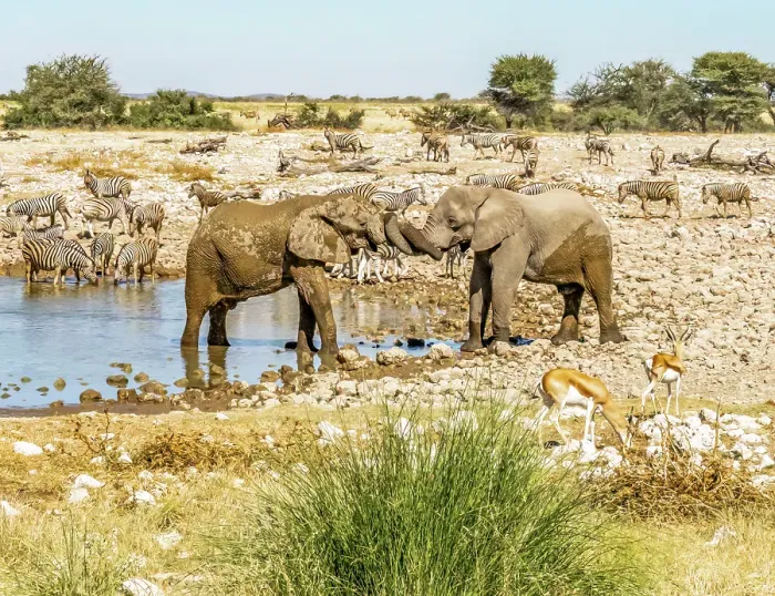 Framed Print : Etosha National Park, Namibia, Africa. Portrait of two African elephants wrapping trunks in greeting as Thomson's Gazelles and Burchell's Zebras drink from a pond Framed Print : Etosha National Park, Namibia, Africa. Portrait of two African elephants wrapping trunks in greeting as Thomson's Gazelles and Burchell's Zebras drink from a pond
