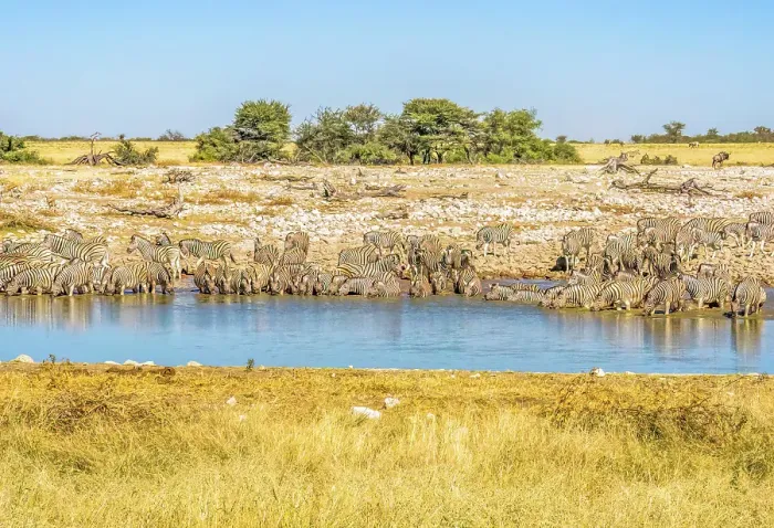 Framed Print : Etosha National Park, Namibia, Africa. Landscape view of large herd or dazzle of Burchell's Zebras drinking from a pond in the savannah Framed Print : Etosha National Park, Namibia, Africa. Landscape view of large herd or dazzle of Burchell's Zebras drinking from a pond in the savannah