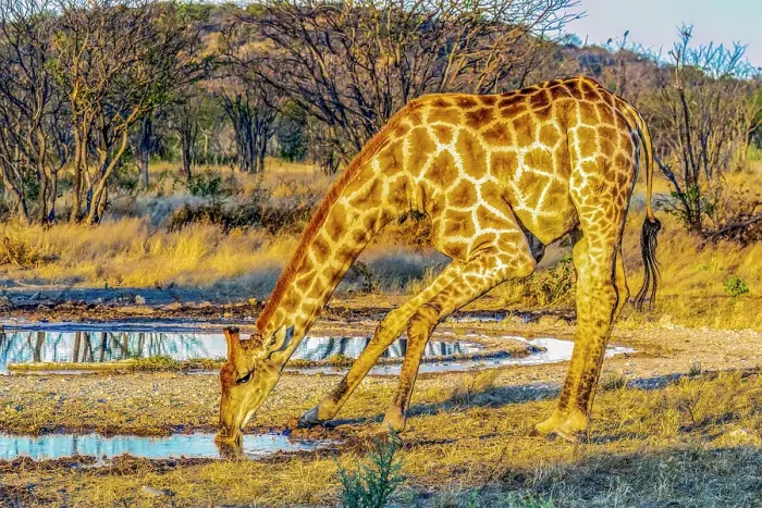 Framed Print : Etosha National Park, Namibia, Africa. Portrait of Angolan giraffe cautiously drinking at a water hole at sunset
