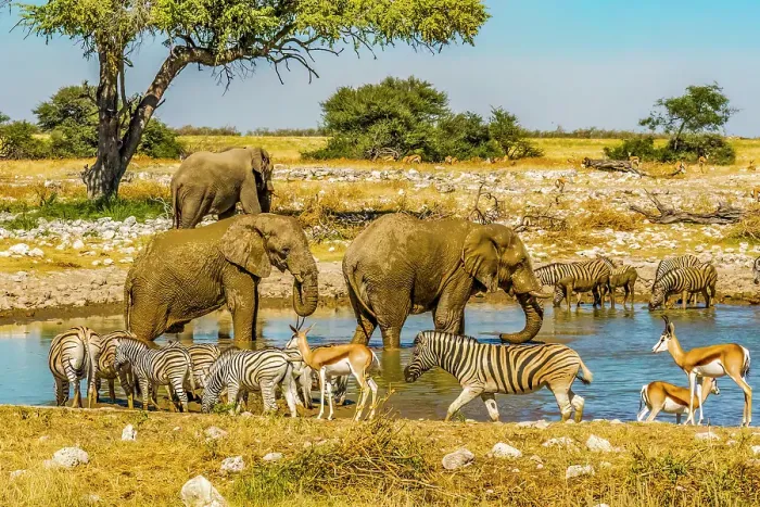 Framed Print : Etosha National Park, Namibia, Africa. Wide angle portrait of three African Bush Elephants, Thomson's Gazelles and a herd of Plains Zebras drinking at a water hole in the park Framed Print : Etosha National Park, Namibia, Africa. Wide angle portrait of three African Bush Elephants, Thomson's Gazelles and a herd of Plains Zebras drinking at a water hole in the park