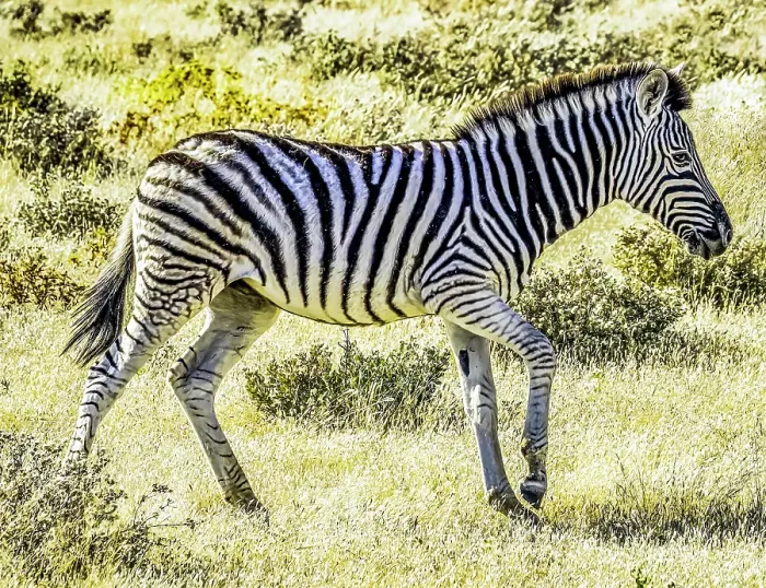 Framed Print : Etosha National Park, Namibia, Africa. Portrait of young Plains Zebra in the savannah at sunset Framed Print : Etosha National Park, Namibia, Africa. Portrait of young Plains Zebra in the savannah at sunset