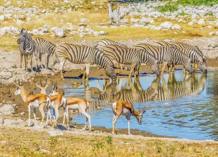 Framed Print : Etosha National Park, Namibia, Africa. Portrait of groups of Thomson's Gazelles and Burchell's Zebras drinking from a pond in the savannah Framed Print : Etosha National Park, Namibia, Africa. Portrait of groups of Thomson's Gazelles and Burchell's Zebras drinking from a pond in the savannah