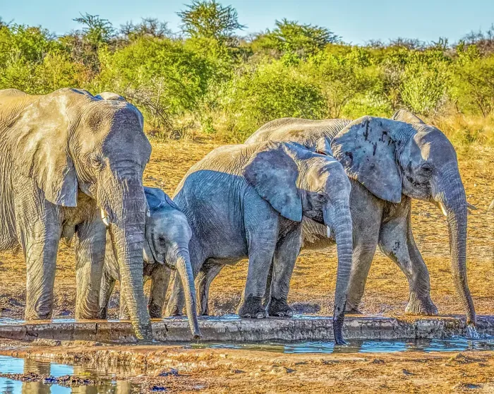 Framed Print : Etosha National Park, Namibia, Africa. Portrait of family of African elephants drinking water from a pond Framed Print : Etosha National Park, Namibia, Africa. Portrait of family of African elephants drinking water from a pond