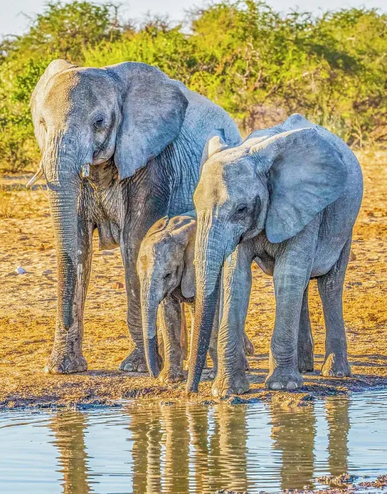 Framed Print : Etosha National Park, Namibia, Africa. Portrait of family of African bush elephants drinking water from a pond Framed Print : Etosha National Park, Namibia, Africa. Portrait of family of African bush elephants drinking water from a pond