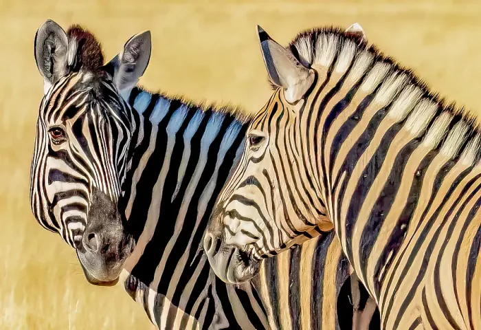 Framed Print : Etosha National Park, Namibia. Close-up portrait of Plains zebra pair feeding in the tall grass of the savannah Framed Print : Etosha National Park, Namibia. Close-up portrait of Plains zebra pair feeding in the tall grass of the savannah