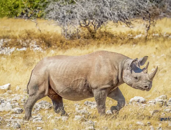 Framed Print : Etosha National Park, Namibia. Portrait of Black Rhinoceros, a very aggressive animal whose population thrives in Etosha National Park Framed Print : Etosha National Park, Namibia. Portrait of Black Rhinoceros, a very aggressive animal whose population thrives in Etosha National Park