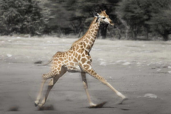 Etosha National Park, Namibia. Young Giraffe running. Digitally Altered