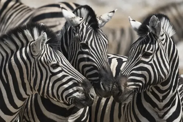 Framed Print : Etoshia National Park. Namibia. Three Plains Zebra touching noses