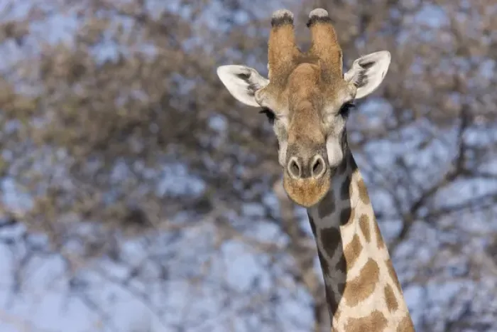 Framed Print : Etoshia National Park, Namibia. Cloe-up of a giraffe Framed Print : Etoshia National Park, Namibia. Cloe-up of a giraffe