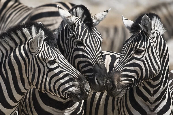 Etoshia National Park. Namibia. Three Plains Zebra touching noses