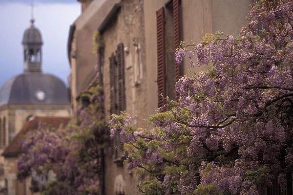 EU, France, Burgundy, Yonne, Vezelay. Spring flowers