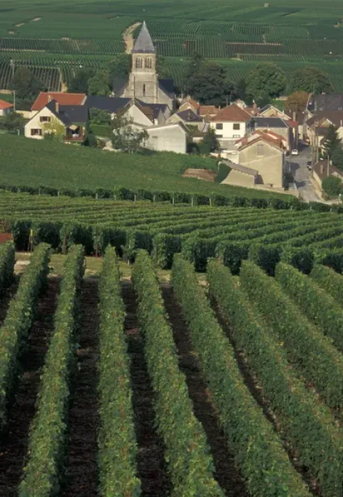 Framed Print : EU, France, Oger, Marne, Champagne, vineyards Framed Print : EU, France, Oger, Marne, Champagne, vineyards