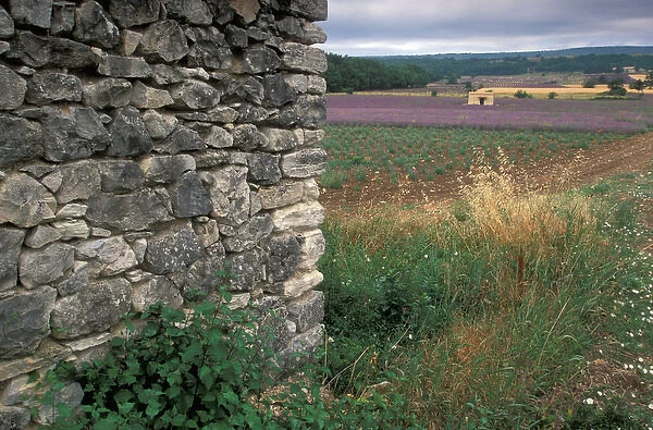 EU, France, Provence, Lavender fields