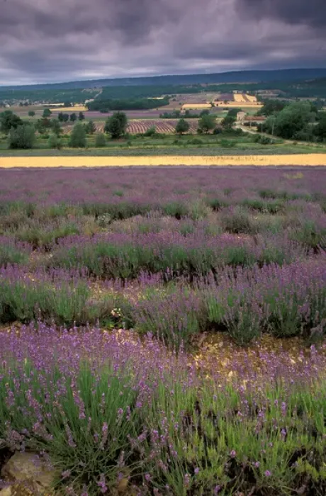 Framed Print : EU, France, Provence, Lavender fields