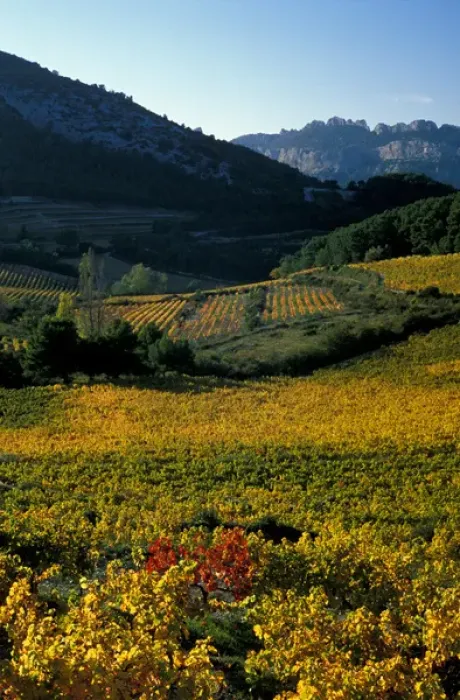 Framed Print : EU, France, Provence, Vaucluse. Dentelles de Montmirail vineyards in autumn