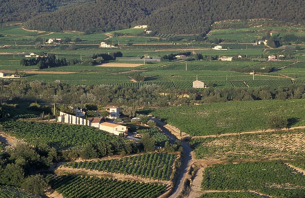EU, France, Provence, Vaucluse. Cote du Rhone vineyards