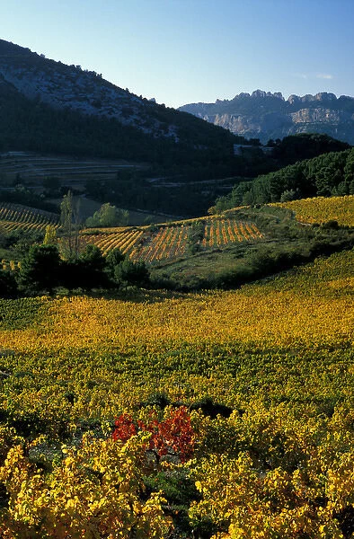 EU, France, Provence, Vaucluse. Dentelles de Montmirail vineyards in autumn
