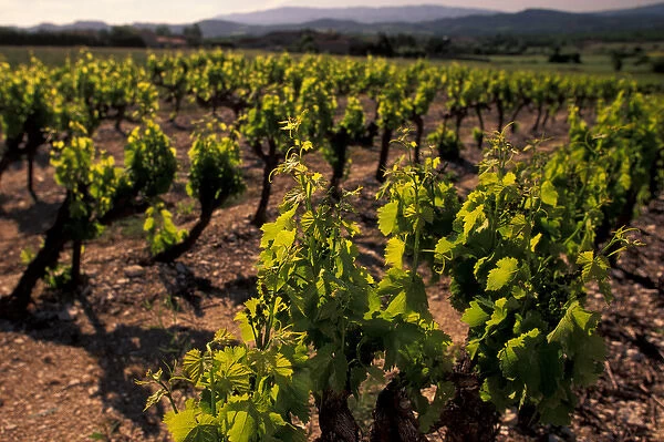 EU, France, Provence, Vaucluse, Gordes. Provencal vineyard details