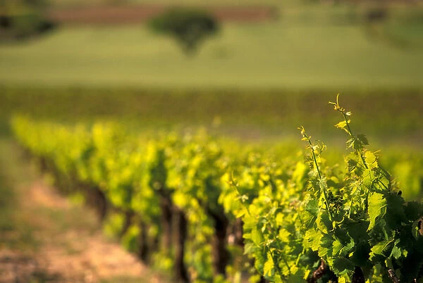 EU, France, Provence, Vaucluse, Gordes. Provencal vineyard details
