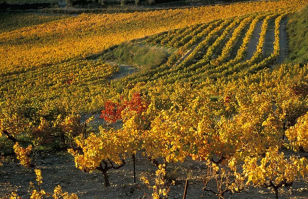 EU, France, Provence, Vaucluse. Vineyards in autumn