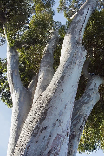 Eucalyptus Tree, California