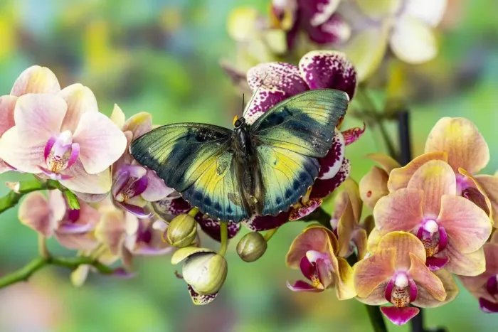 Framed Print : Euphaedra cyparissa on orchids Framed Print : Euphaedra cyparissa on orchids