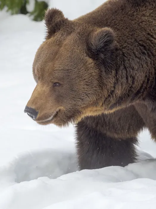 Framed Print : Eurasian brown bear (Ursus arctos arctos) in deep snow, During winter in National Park Framed Print : Eurasian brown bear (Ursus arctos arctos) in deep snow, During winter in National Park