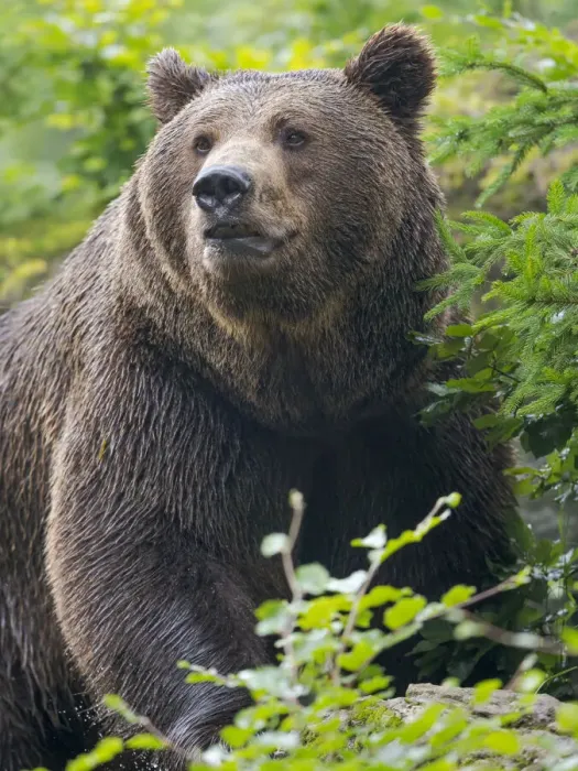 Framed Print : Eurasian brown bear (Ursus arctos arctos) National Park Bavarian Forest, enclosure Framed Print : Eurasian brown bear (Ursus arctos arctos) National Park Bavarian Forest, enclosure