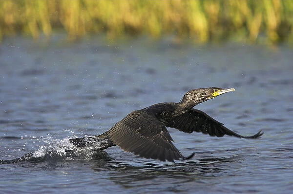 Eurasian Cormorant (phalacrocorax carbo) in the Danube Delta, starting out of the water