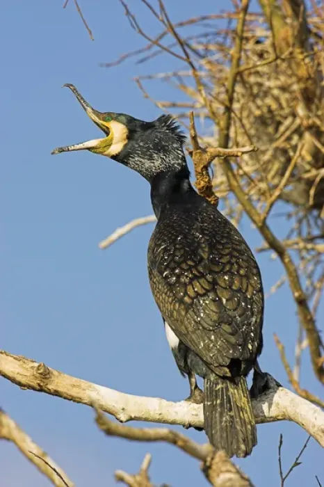 Framed Print : Eurasian Cormorant (phalacrocorax carbo) in the Danube Delta, beak wide open Europe