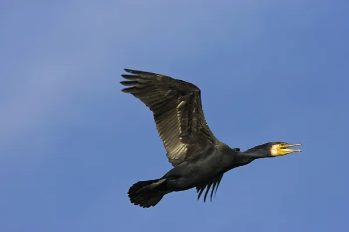 Framed Print : Eurasian Cormorant (phalacrocorax carbo) in the Danube Delta, in flight Europe, Eastern Europe Framed Print : Eurasian Cormorant (phalacrocorax carbo) in the Danube Delta, in flight Europe, Eastern Europe