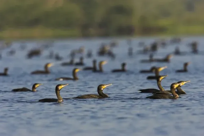 Framed Print : Eurasian Cormorant (phalacrocorax carbo) in the Danube Delta, many fishing in lake