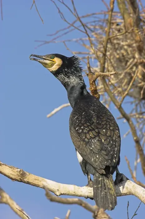 Framed Print : Eurasian Cormorant (phalacrocorax carbo) in the Danube Delta Europe, Eastern Europe