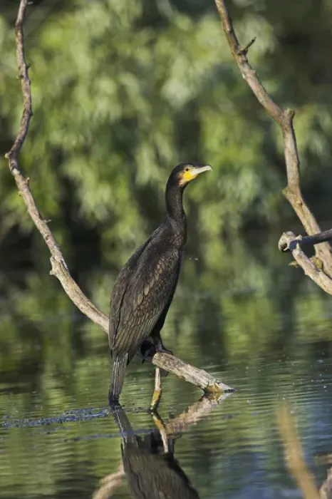 Framed Print : Eurasian Cormorant (phalacrocorax carbo) in the Danube Delta Europe, Eastern Europe