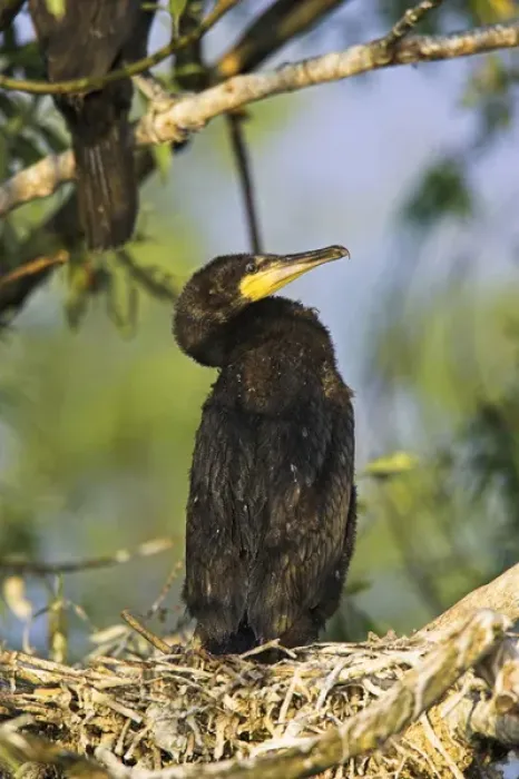 Framed Print : Eurasian Cormorant (phalacrocorax carbo) in the Danube Delta on nest. Europe, Eastern Europe