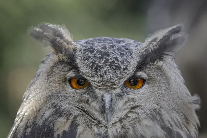 Framed Print : Eurasian eagle-owl, Bubo bubo