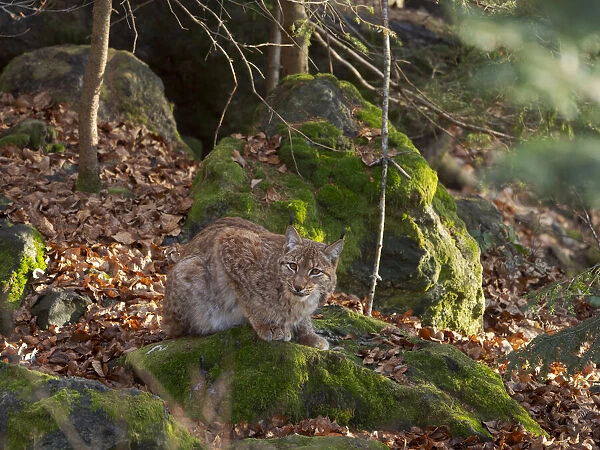 Eurasian Lynx (Lynx lynx ) during winter. Bavarian Forest National Park. Germany, Bavaria