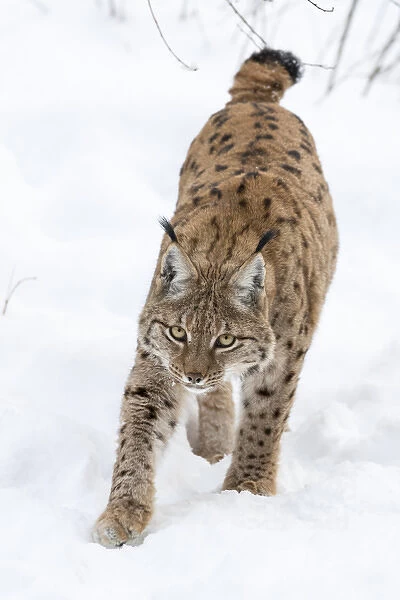 Eurasian lynx (Lynx lynx ) during winter in National Park Bavarian Forest (Bayerischer Wald)