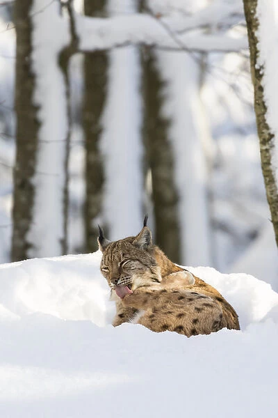 Eurasian lynx (Lynx lynx ) during winter in National Park Bavarian Forest (Bayerischer Wald)