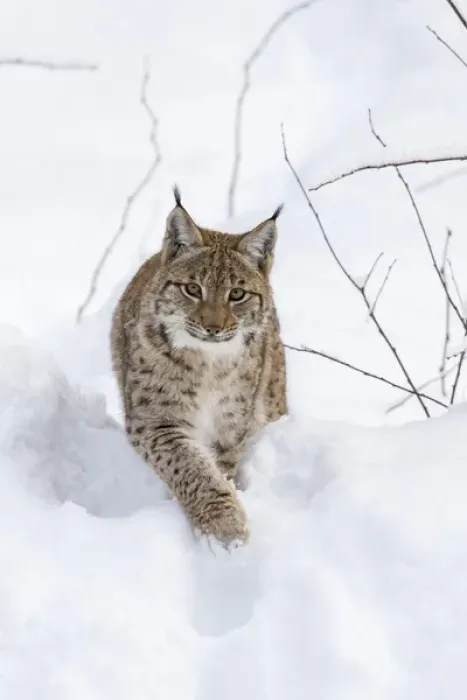 Framed Print : Eurasian lynx (Lynx lynx ) during winter in National Park Bavarian Forest (Bayerischer Wald)