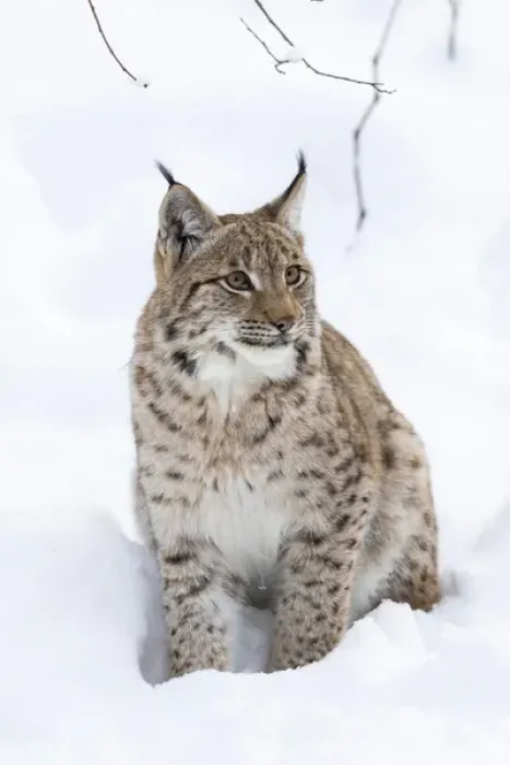 Framed Print : Eurasian lynx (Lynx lynx ) during winter in National Park Bavarian Forest (Bayerischer Wald) Framed Print : Eurasian lynx (Lynx lynx ) during winter in National Park Bavarian Forest (Bayerischer Wald)