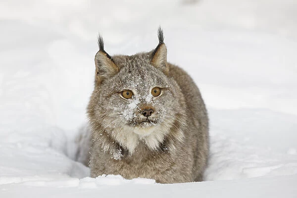 Eurasian lynx in winter, controlled situation, Lynx lynx